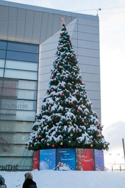 Уличная ствольная ель "Альпийская" Уличная ствольная ель "Альпийская"